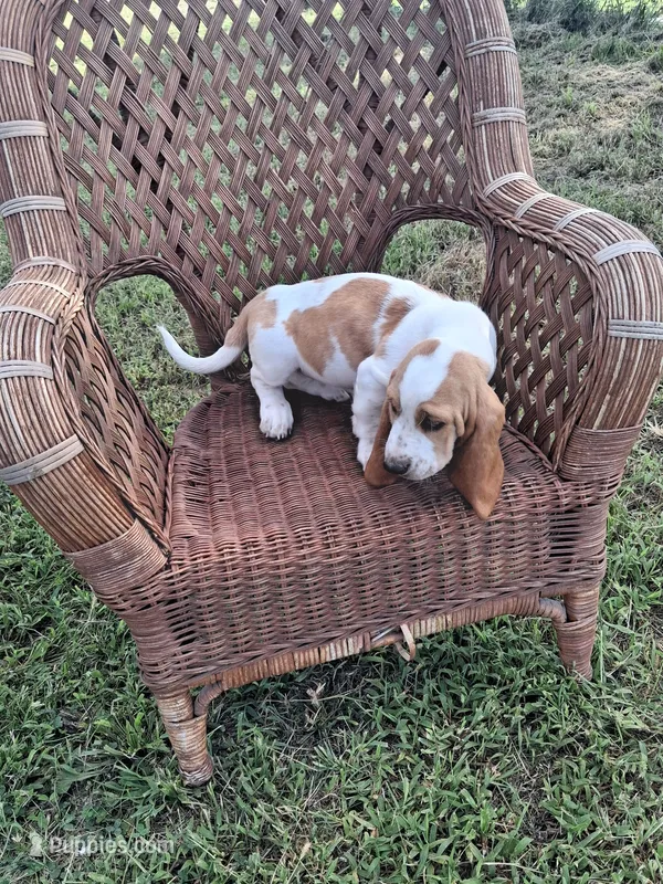 Lily. – Basset Hound puppy for sale in Bethany, MO