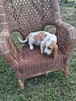 Lily., a female Basset Hound for sale in Bethany, MO – 1 of 4