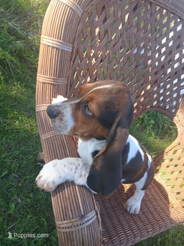 Joker – Basset Hound puppy for sale in Bethany, MO