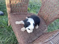 Flora, a female Old English Sheepdog for sale in Bethany, MO – 2 of 3