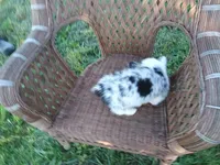 Prince, a male Pembroke Welsh Corgi for sale in Bethany, MO – 3 of 8