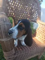 Buddy, a male Basset Hound for sale in Bethany, MO – 2 of 6