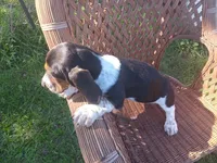Lucy, a female Basset Hound for sale in Bethany, MO – 3 of 4