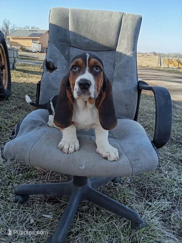 Winnie – Basset Hound puppy for sale in Bethany, MO