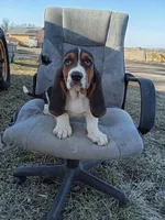 Winnie, a female Basset Hound for sale in Bethany, MO – Photo 1 of 4