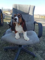 Winnie, a female Basset Hound for sale in Bethany, MO – Photo 3 of 4