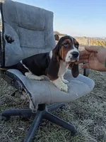 Winnie, a female Basset Hound for sale in Bethany, MO – Photo 2 of 4