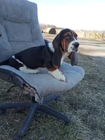 Winnie, a female Basset Hound for sale in Bethany, MO – Photo 4 of 4
