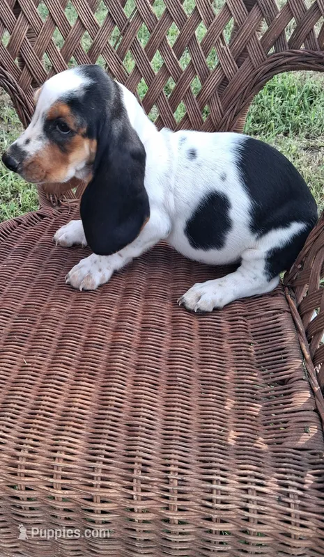 Gracie – Basset Hound puppy for sale in Bethany, MO