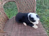 June, a female Old English Sheepdog for sale in Bethany, MO – 3 of 3