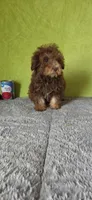 Charlie, a male Poodle - Miniature  for sale in Bethany, MO – Photo 2 of 5