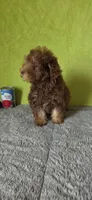 Charlie, a male Poodle - Miniature  for sale in Bethany, MO – Photo 3 of 5