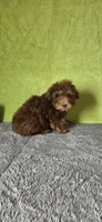 Charlie, a male Poodle - Miniature  for sale in Bethany, MO – Photo 5 of 5