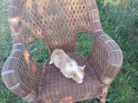 Lilly, a female Pembroke Welsh Corgi for sale in Bethany, MO – 5 of 6