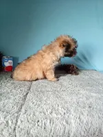 Lola, a female Poodle - Toy  for sale in Bethany, MO – Photo 4 of 4