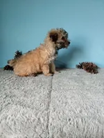 Lola, a female Poodle - Toy  for sale in Bethany, MO – Photo 3 of 4