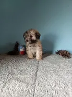 Lola, a female Poodle - Toy  for sale in Bethany, MO – Photo 2 of 4