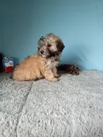 Lola, a female Poodle - Toy  for sale in Bethany, MO – Photo 1 of 4