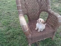Cheescake, a female Poodle - Toy  for sale in Bethany, MO – 3 of 7
