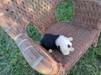 June, a female Old English Sheepdog for sale in Bethany, MO – 2 of 3
