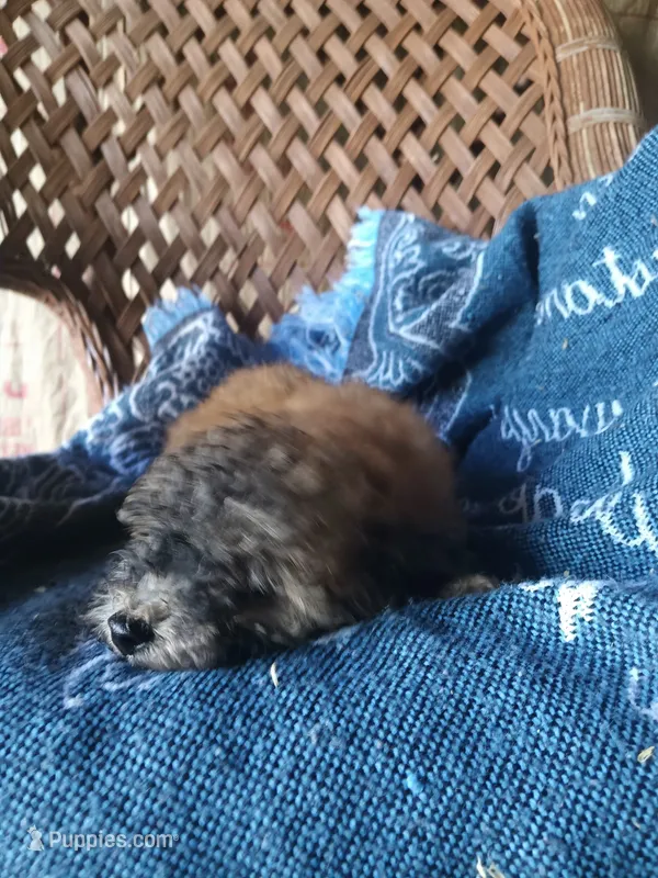 Coco – Poodle - Toy  puppy for sale in Bethany, MO