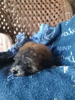 Coco, a male Poodle - Toy  for sale in Bethany, MO – 1 of 5