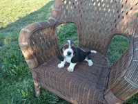 Susie, a female Basset Hound for sale in Bethany, MO – 2 of 3
