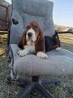 Daisy, a female Basset Hound for sale in Bethany, MO – Photo 4 of 4