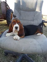 Daisy, a female Basset Hound for sale in Bethany, MO – Photo 1 of 4