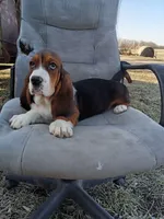 Daisy, a female Basset Hound for sale in Bethany, MO – Photo 3 of 4