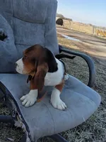 Daisy, a female Basset Hound for sale in Bethany, MO – Photo 2 of 4