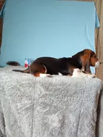 Brody, a male Basset Hound for sale in Bethany, MO – Photo 2 of 3