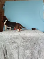 Brody, a male Basset Hound for sale in Bethany, MO – Photo 3 of 3