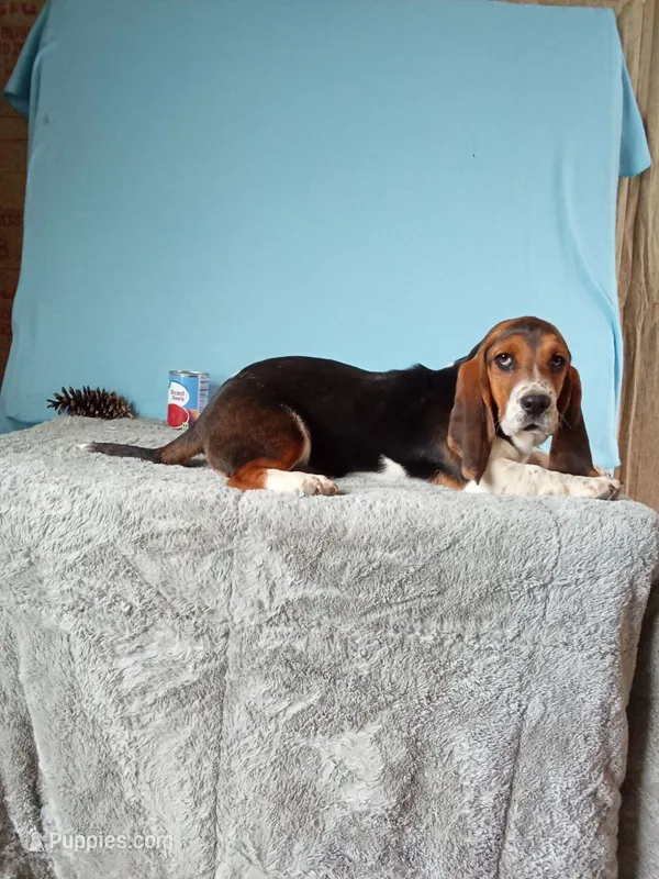 Brody, a male Basset Hound for sale in Bethany, MO – Photo 1 of 3