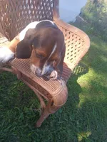 Joker, a male Basset Hound for sale in Bethany, MO – 3 of 5