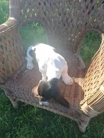 Saddie, a female Basset Hound for sale in Bethany, MO – 2 of 6