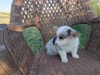 Prince, a male Pembroke Welsh Corgi for sale in Bethany, MO – 8 of 8