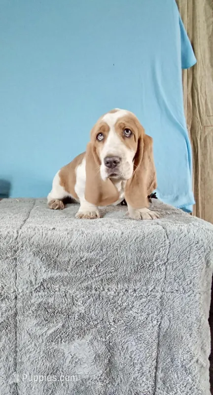 Milo – Basset Hound puppy for sale in Bethany, MO