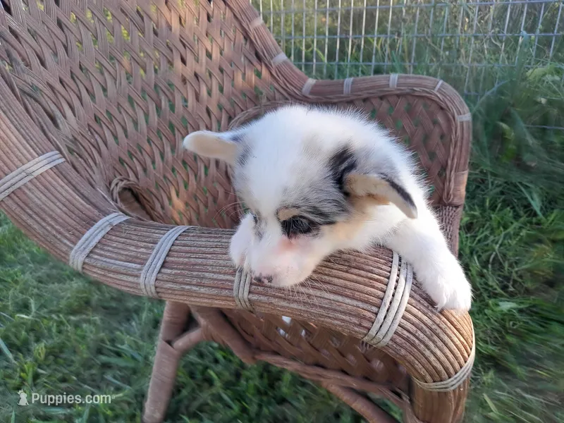 Prince – Pembroke Welsh Corgi puppy for sale in Bethany, MO