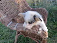 Prince, a male Pembroke Welsh Corgi for sale in Bethany, MO – 1 of 8