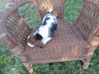 April, a female Basset Hound for sale in Bethany, MO – 3 of 3