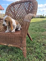 Lily., a female Basset Hound for sale in Bethany, MO – 3 of 4