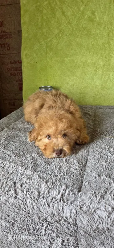 Oliver – Poodle - Miniature  puppy for sale in Bethany, MO