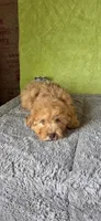 Oliver, a male Poodle - Miniature  for sale in Bethany, MO – Photo 1 of 6