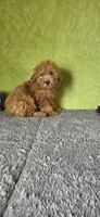 Oliver, a male Poodle - Miniature  for sale in Bethany, MO – Photo 5 of 6