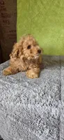 Oliver, a male Poodle - Miniature  for sale in Bethany, MO – Photo 4 of 6