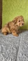 Oliver, a male Poodle - Miniature  for sale in Bethany, MO – Photo 3 of 6