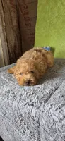 Oliver, a male Poodle - Miniature  for sale in Bethany, MO – Photo 2 of 6