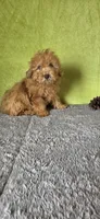 Oliver, a male Poodle - Miniature  for sale in Bethany, MO – Photo 6 of 6