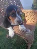 Buddy, a male Basset Hound for sale in Bethany, MO – 5 of 6